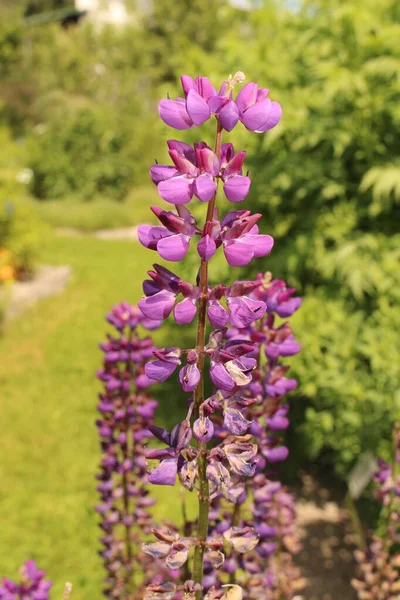 Fleurs Lupin Jardin Lupin Grandes Feuilles Lupin Grandes Feuilles Lupin — Photo