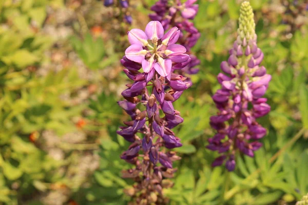 Garden Lupin Flowers Large Leaved Lupine Big Leaved Lupine Many — Foto Stock