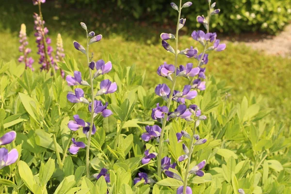 オーストリアのインスブルックにあるBlue Wild Indigoの花 またはBlue False Indigo 学名はBaptsia Australisで 北米原産です — ストック写真