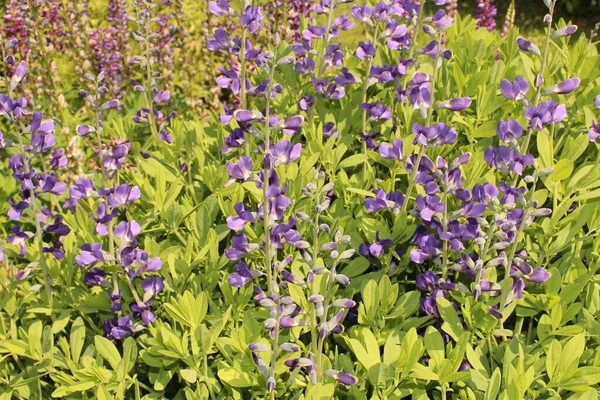 Blue Wild Indigo flowers (or Blue False Indigo) in Innsbruck, Austria. Its scientific name is Baptisia Australis, native to North America.