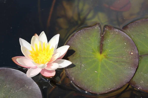 Dwarf White Waterlily Innsbrucku Rakousko Její Vědecké Jméno Nymphaea Candida — Stock fotografie