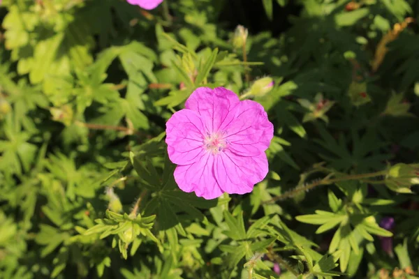 Innsbruck, Avusturya 'da Kanlı Turna Bill çiçekleri (ya da Kanlı Geranium). Bilimsel adı Geranium Sanguineum, Avrupa 'da Kafkasya' ya özgüdür. Ayrıca Northumberland, İngiltere 'de bulunan bir ilçe çiçeğidir..