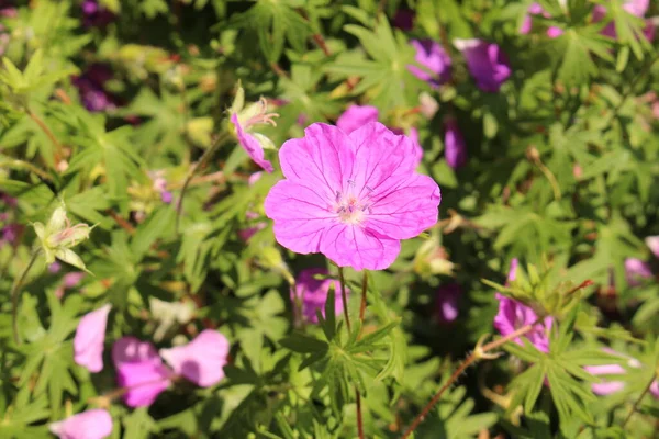 ブラッディ クレーンオーストリアのインスブルックにあるビル フラワーズ またはブラッディ ジェラニウム 学名はGeranium Sanguineumで ヨーロッパからコーカサスに自生します 英国ノーサンバーランドの郡花でもあります — ストック写真