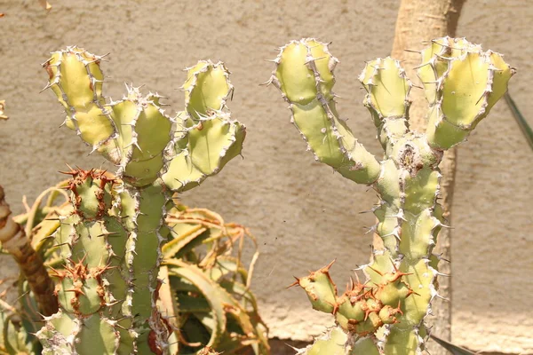 Canary Island Spurge Nebo Hercules Club Nebo Španělský Cardon Innsbrucku — Stock fotografie