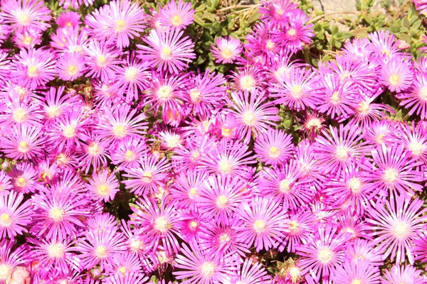 Delosperma Flowers Innsbruck Austria Native Southern Eastern Africa — Stock Photo, Image