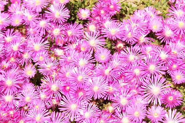 Delosperma Flowers Innsbruck Austria Native Southern Eastern Africa — Stock Photo, Image