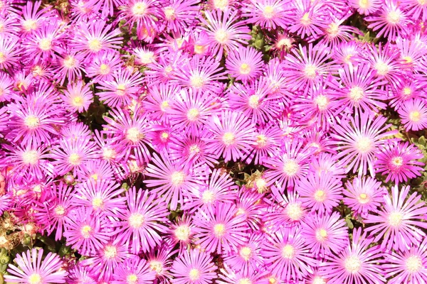 Delosperma Flowers Innsbruck Austria Native Southern Eastern Africa — Stock Photo, Image