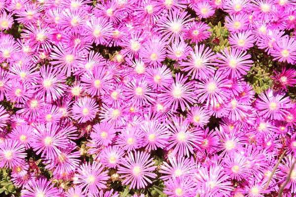 Delosperma Flowers Innsbruck Austria Native Southern Eastern Africa — Stock Photo, Image