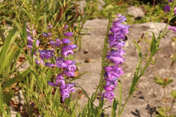 ヴィーナス ペンストモン Venus Penstemon オーストリアのインスブルックにある花 学名はPenstemon Venustusで アメリカ北西部に自生します — ストック写真