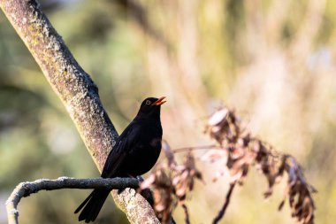 Vogel Amsel in voller Pracht auf Ast sitzend