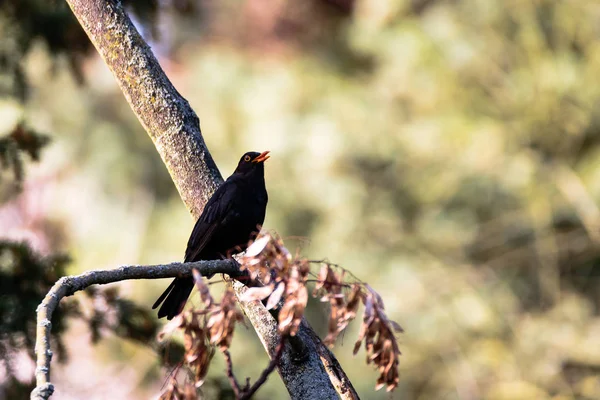 Vogel Amsel in voller Pracht auf Ast sitzend und zwitschernd — 图库照片