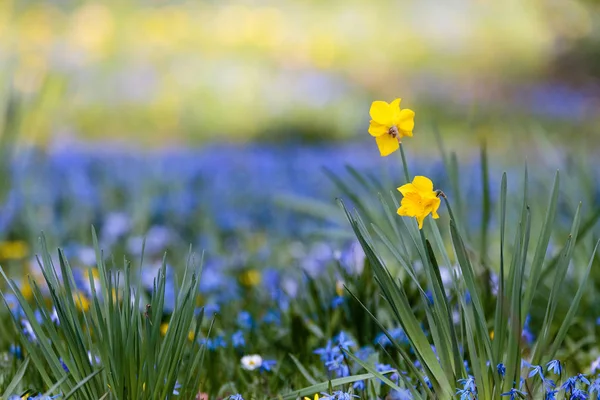 Giallo narcisi in primavera contro prato blu incandescente — Foto Stock