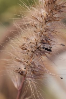 Gün boyunca kahverengi yapraklı bitki tarlası