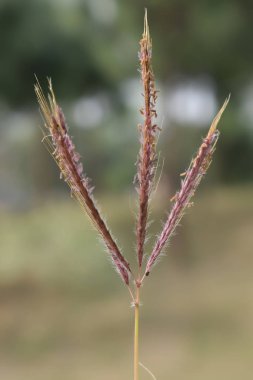 Gün boyunca kahverengi yapraklı bitki tarlası