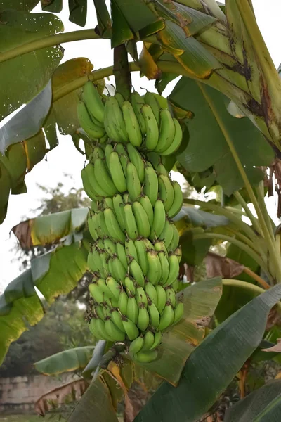Banana tree with a bunch of growing bananas