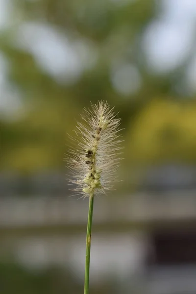 白叶植物田白天 — 图库照片