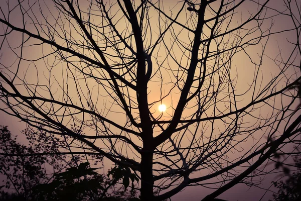 Stromy pod zataženou oblohou při západu slunce — Stock fotografie
