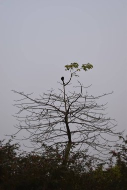Kuşlar ağacın tepesine tünedi.