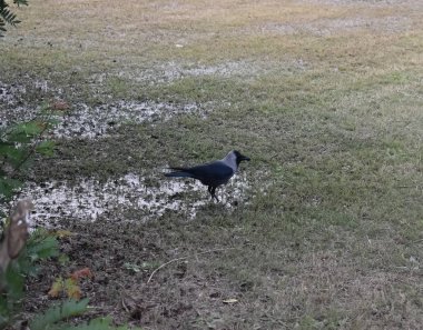 Yeşil alanda siyah karga