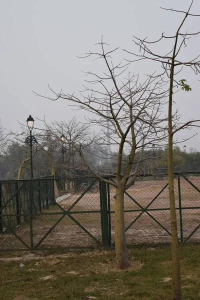 Fotografia em escala de cinza de árvore sem folhas — Fotografia de Stock