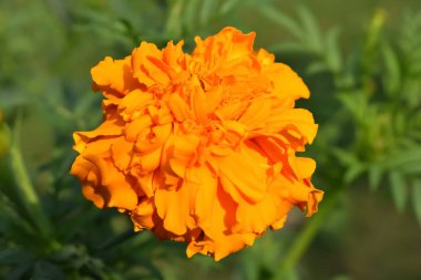 Tamamen çiçek açmış portakal yapraklı çiçek resmi.