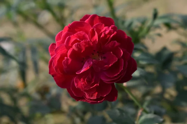 Photo de fleur pétalée rouge entièrement fleurie plante — Photo