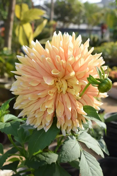 Photo de fleur entièrement fleurie jaune pétale plante — Photo