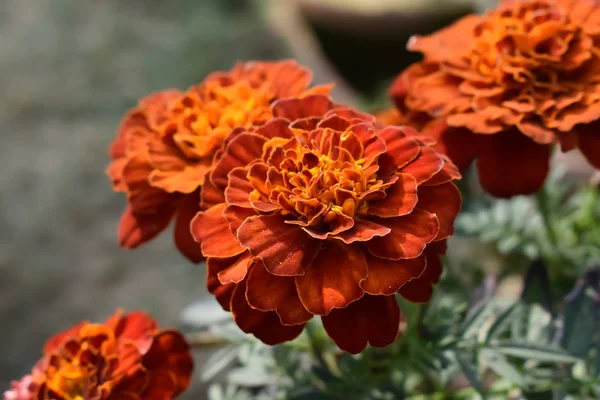 Photo de la plante fleur pétalée orange entièrement fleurie — Photo