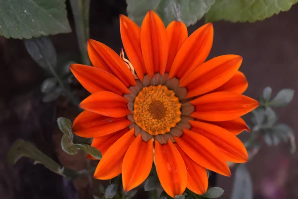 Photo of fully bloomed orange petaled flower plant — Stock Photo, Image