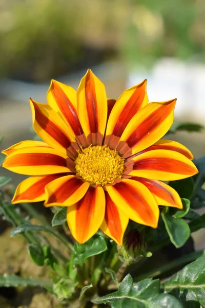 Photo de fleur entièrement fleurie jaune pétale plante — Photo