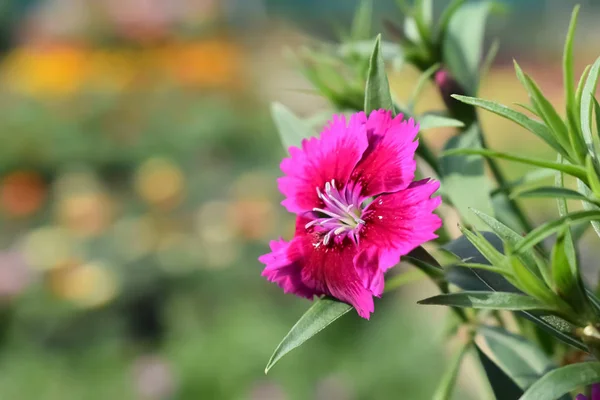 Photo de fleur pétalée rose entièrement fleurie plante — Photo
