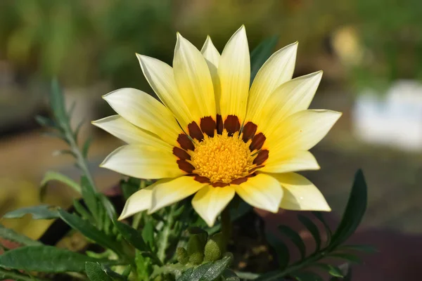 Φωτογραφία του πλήρως ανθισμένου κίτρινου πέταλου λουλουδιού — Φωτογραφία Αρχείου