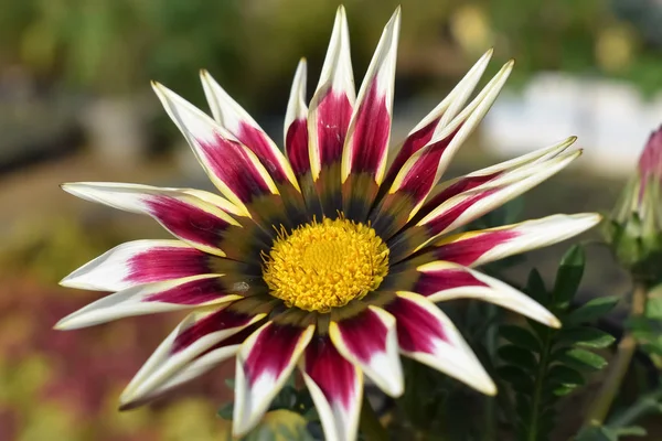 Photo de fleur pétalée blanche entièrement fleurie — Photo