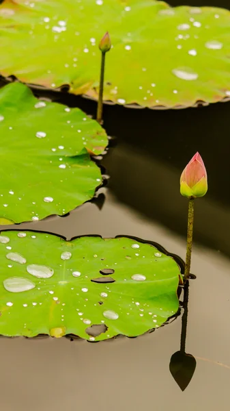 池塘里美丽的粉红色荷花. — 图库照片