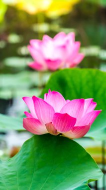 Gölette güzel pembe nilüfer çiçeği.