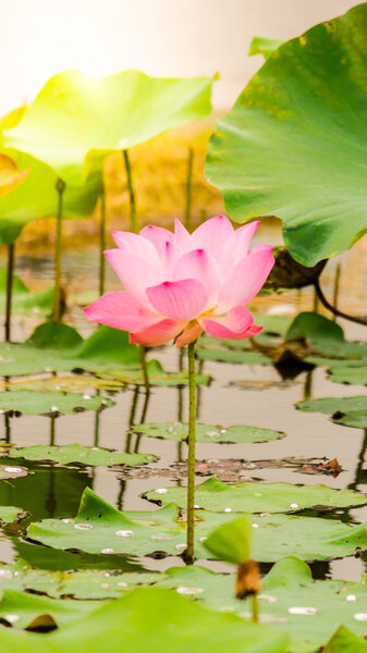 Beautiful pink lotus flower in pond.