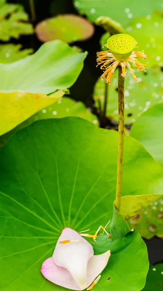 Beautiful pink lotus flower in pond. — Stock Photo, Image