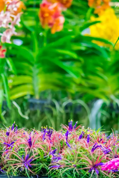 Linhas de Tillandsia em jardim acolhedor . — Fotografia de Stock