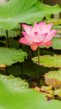 Gölette güzel pembe nilüfer çiçeği.