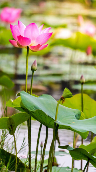 Beautiful pink lotus flower in pond.