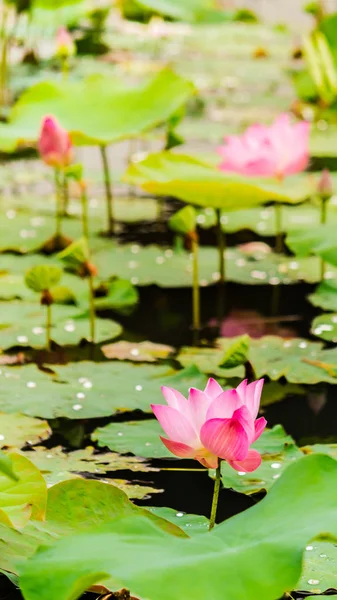 Gölette güzel pembe nilüfer çiçeği.