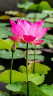 Güzel pembe nilüfer çiçeği.