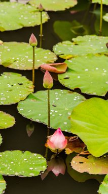 Güzel pembe nilüfer çiçeği.