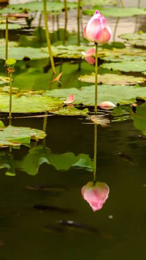 Güzel pembe nilüfer çiçeği.