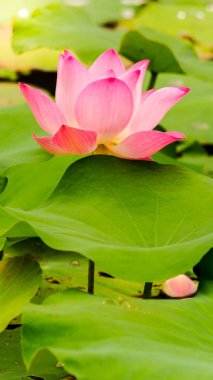 Güzel pembe nilüfer çiçeği.