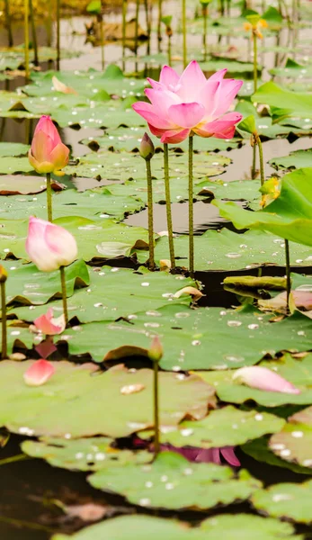Güzel pembe nilüfer çiçeği.