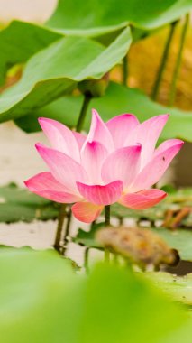 Gölette güzel pembe nilüfer çiçeği.