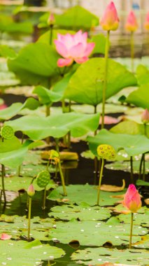Gölette güzel pembe nilüfer çiçeği.