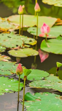 Gölette güzel pembe nilüfer çiçeği.