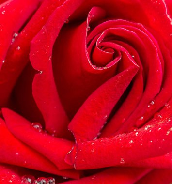 kırmızı gül desen yakın çekim